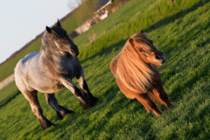 Subsidie toegekend voor onderzoek naar Biodiverse Paardenhouderijen