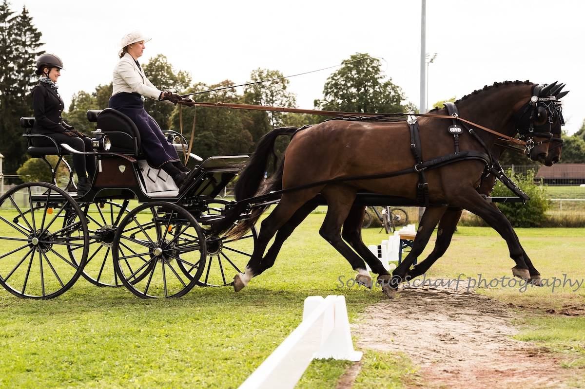 Donaueschingen 2024: Dressage Thursday