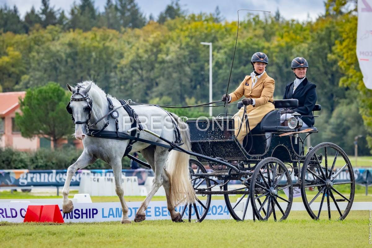 WCH Young Driving Horses Lamotte Beuvron 2024: Dressage Friday